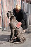 BAIN - DOGUE ALLEMAND 054